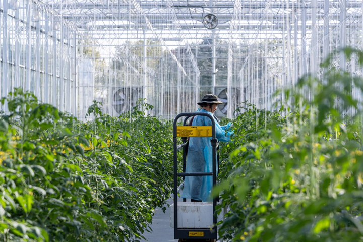 南通通州：科技与农业深度融合 火狐电竞融出绿色致富新路径(图2)