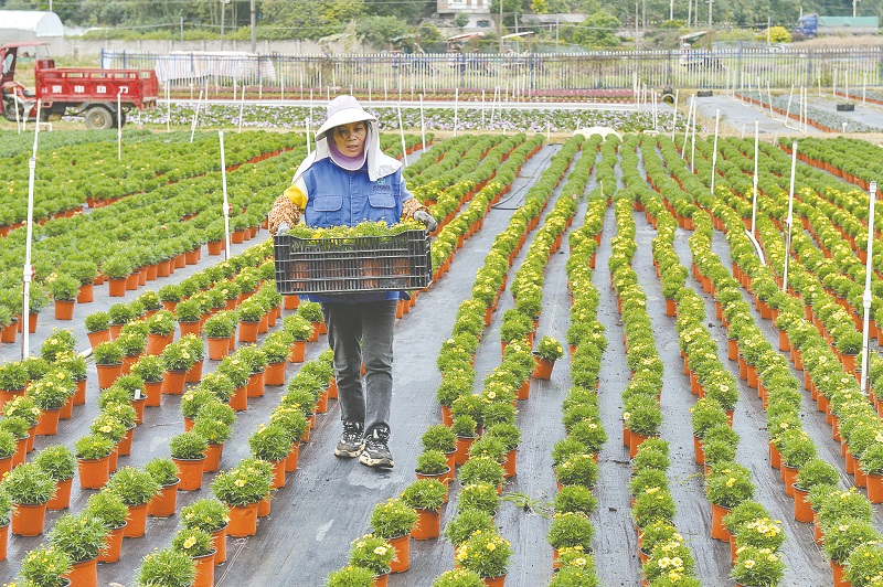 火狐电竞双桥镇：田间管理更高效 科技助农又富农(图1)