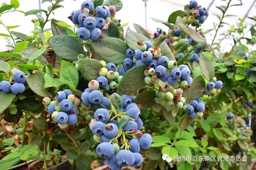 破防了！火狐电竞百色你真会藏(图2)