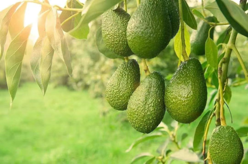 破防了！火狐电竞百色你真会藏(图4)