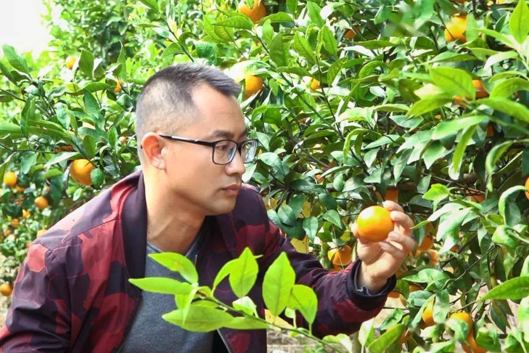 火狐电竞聚焦“百千万工程” 甘甜多汁的沃柑成熟啦！春节游玩项目＋1(图4)