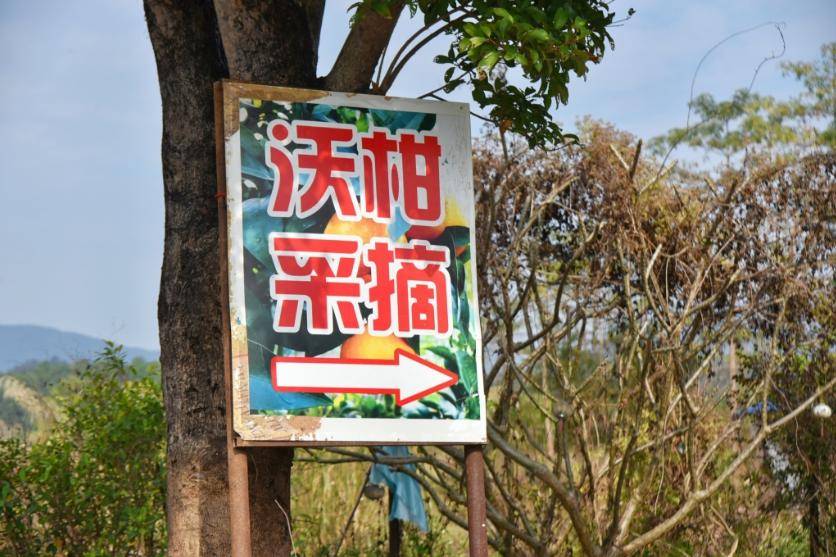 火狐电竞聚焦“百千万工程” 甘甜多汁的沃柑成熟啦！春节游玩项目＋1(图7)