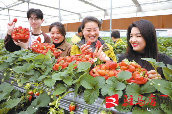 科技赋能立体种植 高架草火狐电竞莓抢鲜上市(图1)