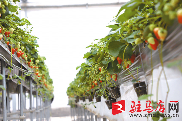 科技赋能立体种植 高架草火狐电竞莓抢鲜上市(图2)