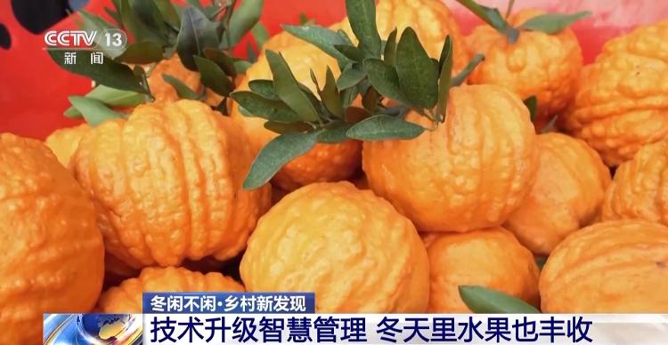 冬天水果也丰收、竹林空气变成钱……智慧管理带来乡村新发现_山东_大众网火狐电竞(图1)