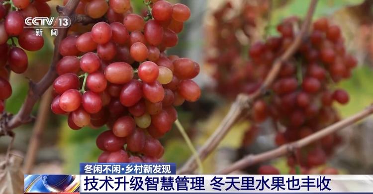 冬天水果也丰收、竹林空气变成钱……智慧管理带来乡村新发现_山东_大众网火狐电竞(图4)