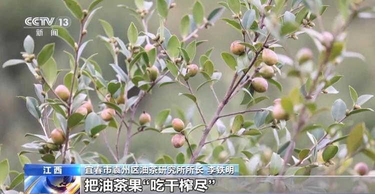 冬天水果也丰收、竹林空气变成钱……智慧管理带来乡村新发现_山东_大众网火狐电竞(图6)