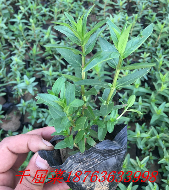 爬藤火狐电竞苗木工程苗销售(图3)