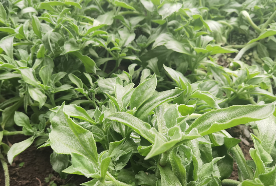 火狐电竞探访京郊蔬菜种植基地小众新蔬菜节前走俏(图2)