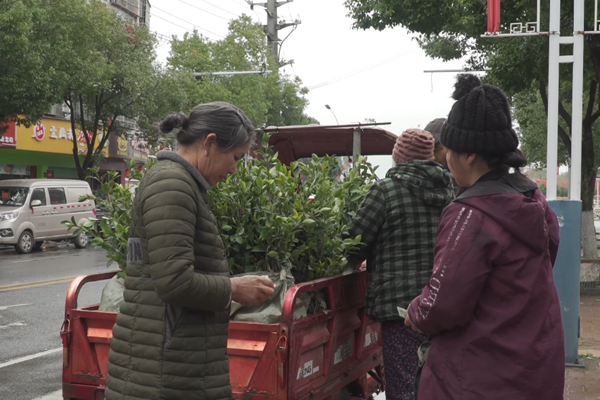 火狐电竞双牌： 春耕正当时 苗木购销旺(图3)