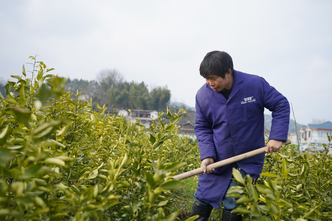 火狐电竞怀化中方：希望的田野 苗圃基地苗木俏销(图1)