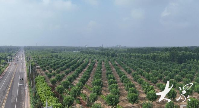 反复剥皮树还能活苗木村火狐电竞转型升级试种栓皮栎(图1)