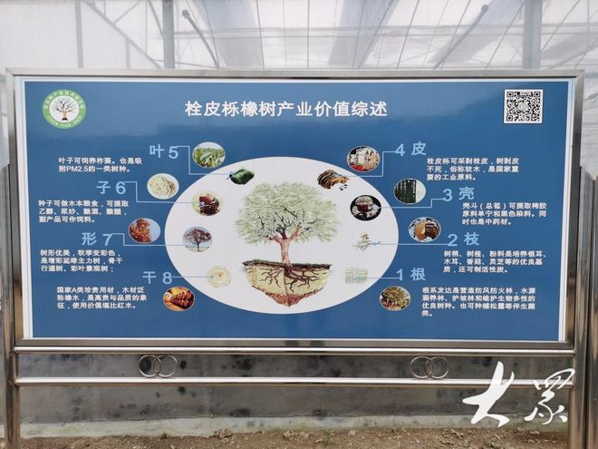反复剥皮树还能活苗木村火狐电竞转型升级试种栓皮栎(图4)