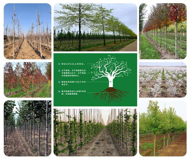 火狐电竞盆景产业园、苗木培育基地、汇农天下APP…一文带您了解汇农天下！(图5)