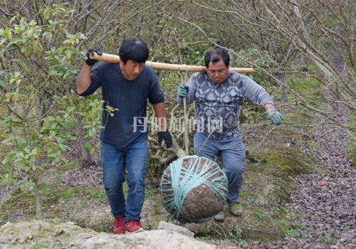 抢抓火狐电竞时机卖苗木(图1)